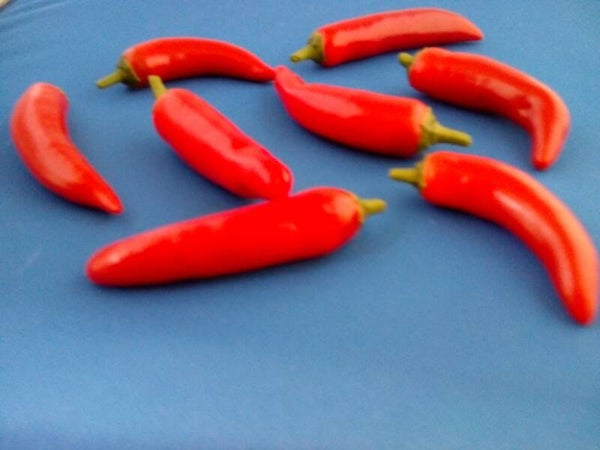 Red Put Mild