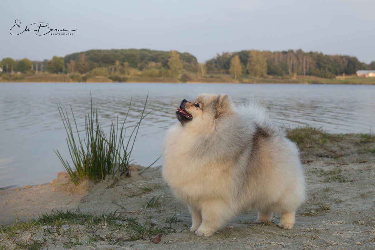 Deutscher Spitz Club of Belgium (D.S.C.B.)