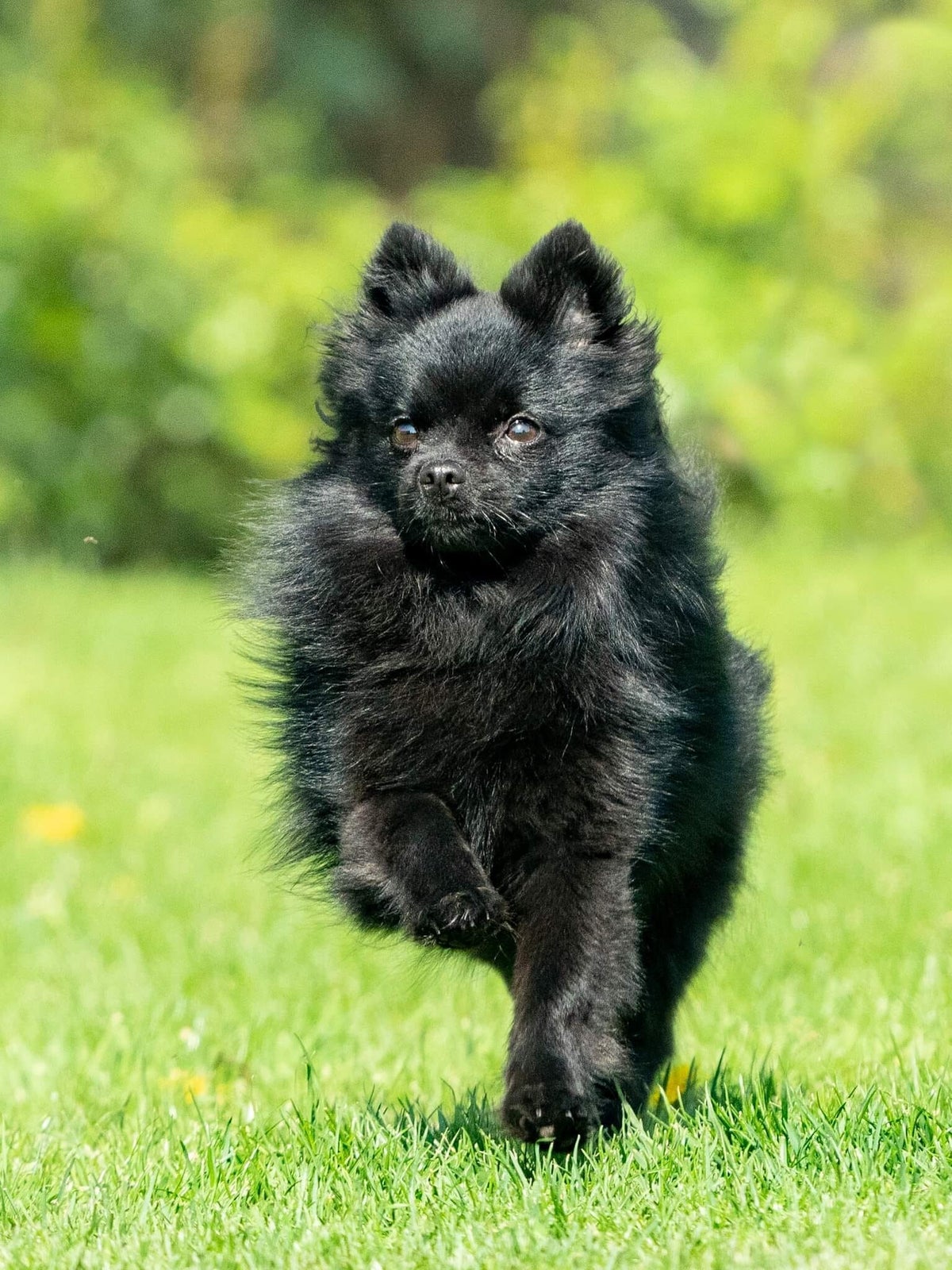 De Keeshond / Duitse Spitz | Deutscher Spitz Club of Belgium
