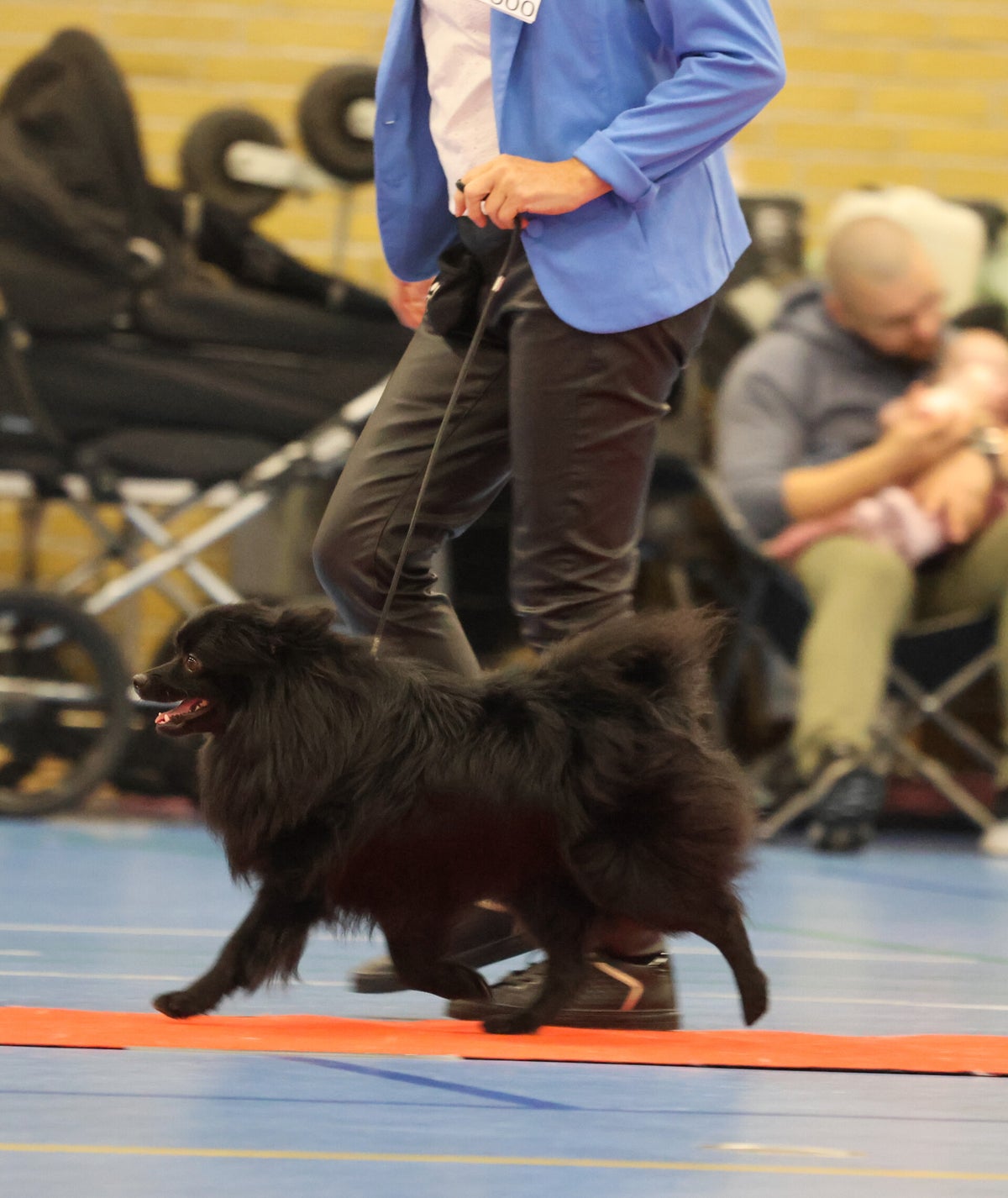 Deutscher Spitz Club of Belgium (D.S.C.B.)