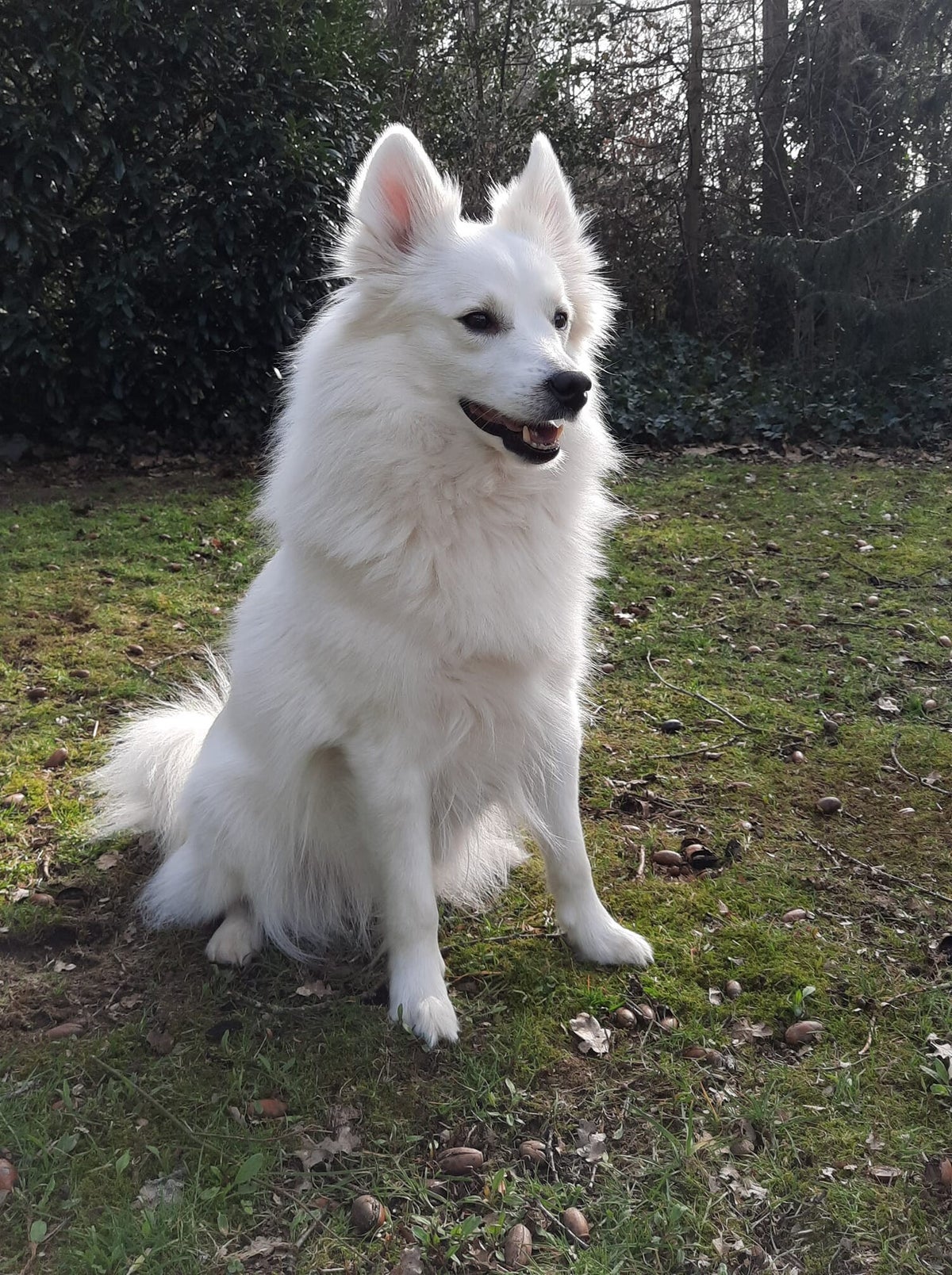De Keeshond / Duitse Spitz | Deutscher Spitz Club of Belgium