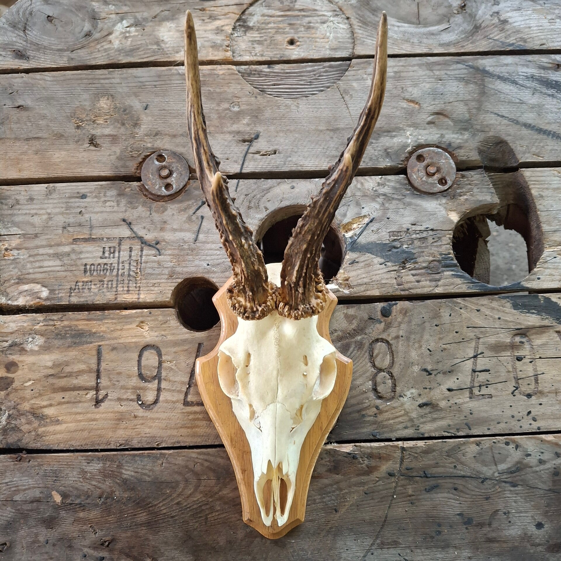 Reegewei op zwart houten schild - Natuurlijke decoratie