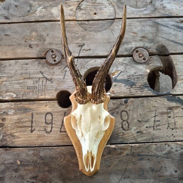 Reegewei op zwart houten schild - Natuurlijke decoratie