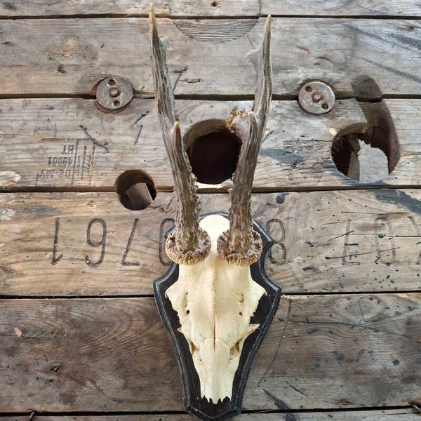 Reegewei op zwart houten schild - Natuurlijke decoratie
