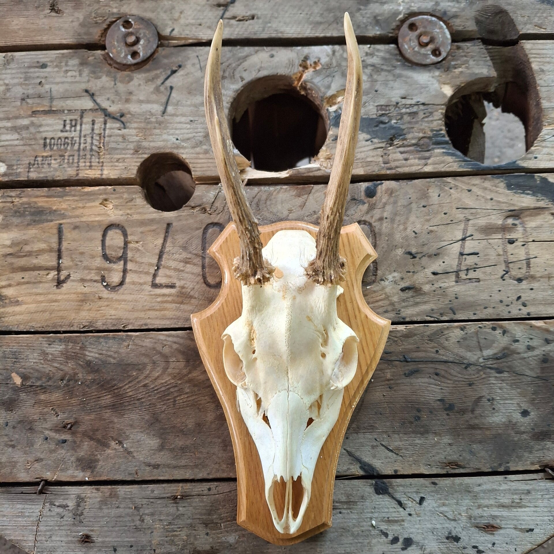 Reegewei op lichte houten sokkel - Natuurlijke decoratie