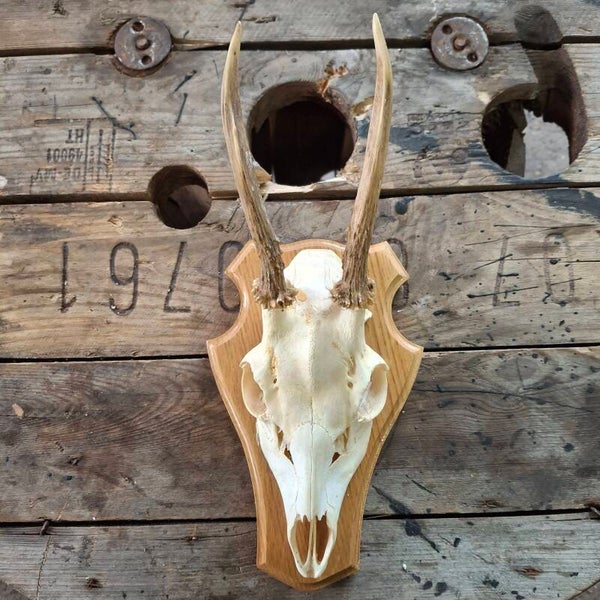 Reegewei op lichte houten sokkel - Natuurlijke decoratie
