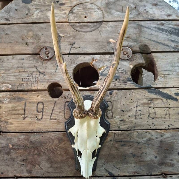 Reegewei op zwart houten schild - Natuurlijke decoratie
