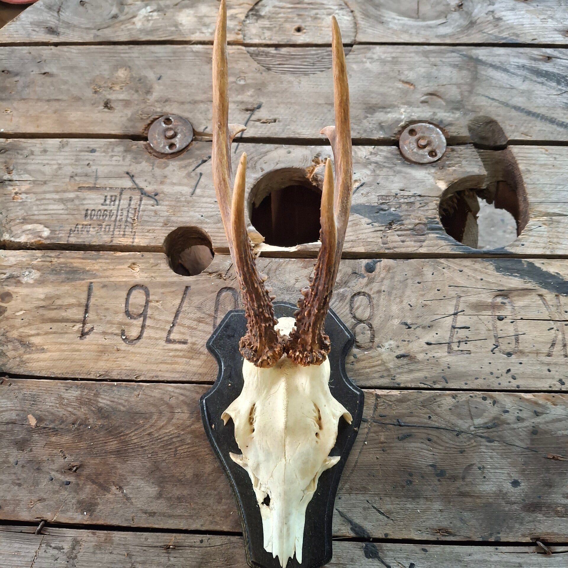 Reegewei op zwart houten schild - Natuurlijke decoratie