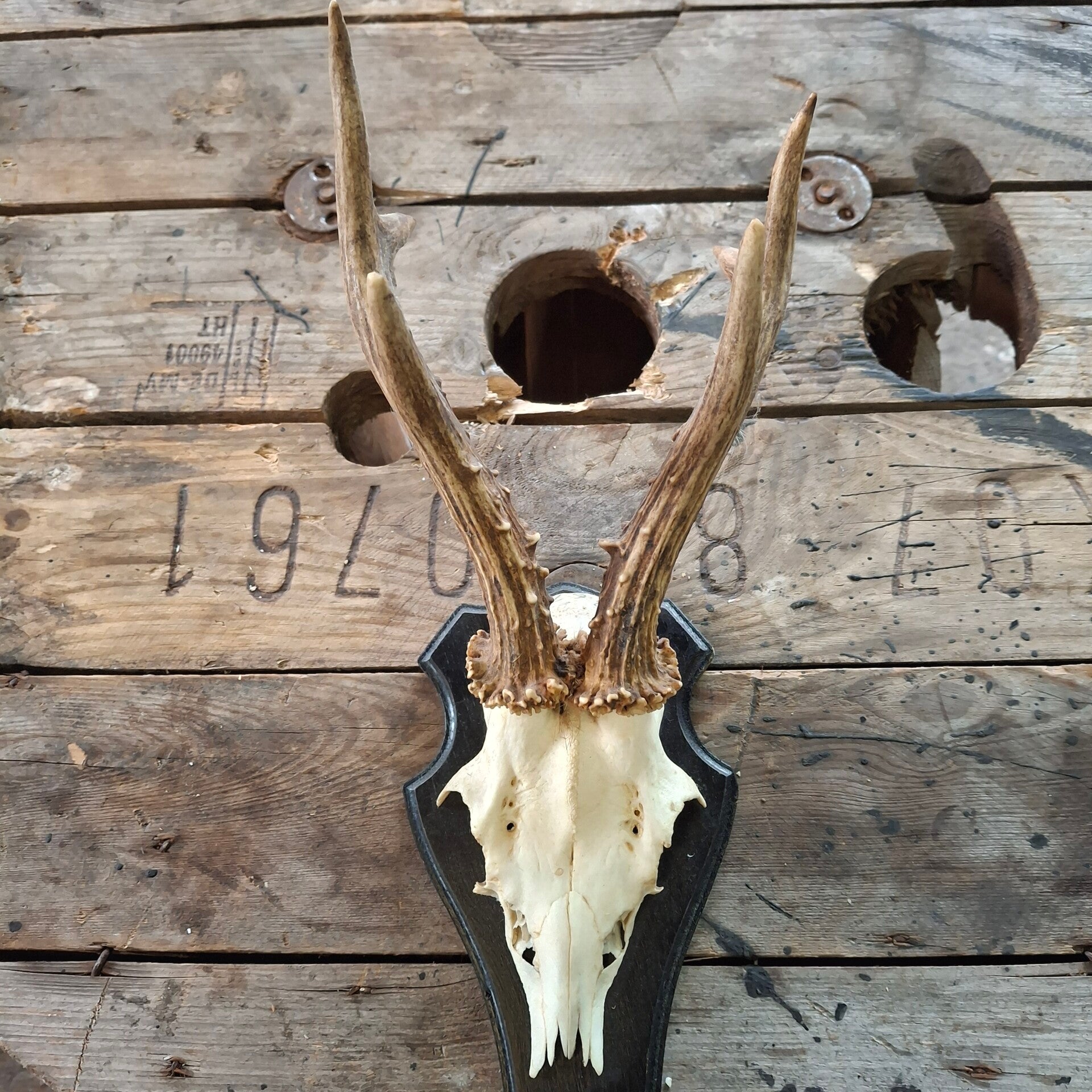 Reegewei op zwart houten schild - Natuurlijke decoratie