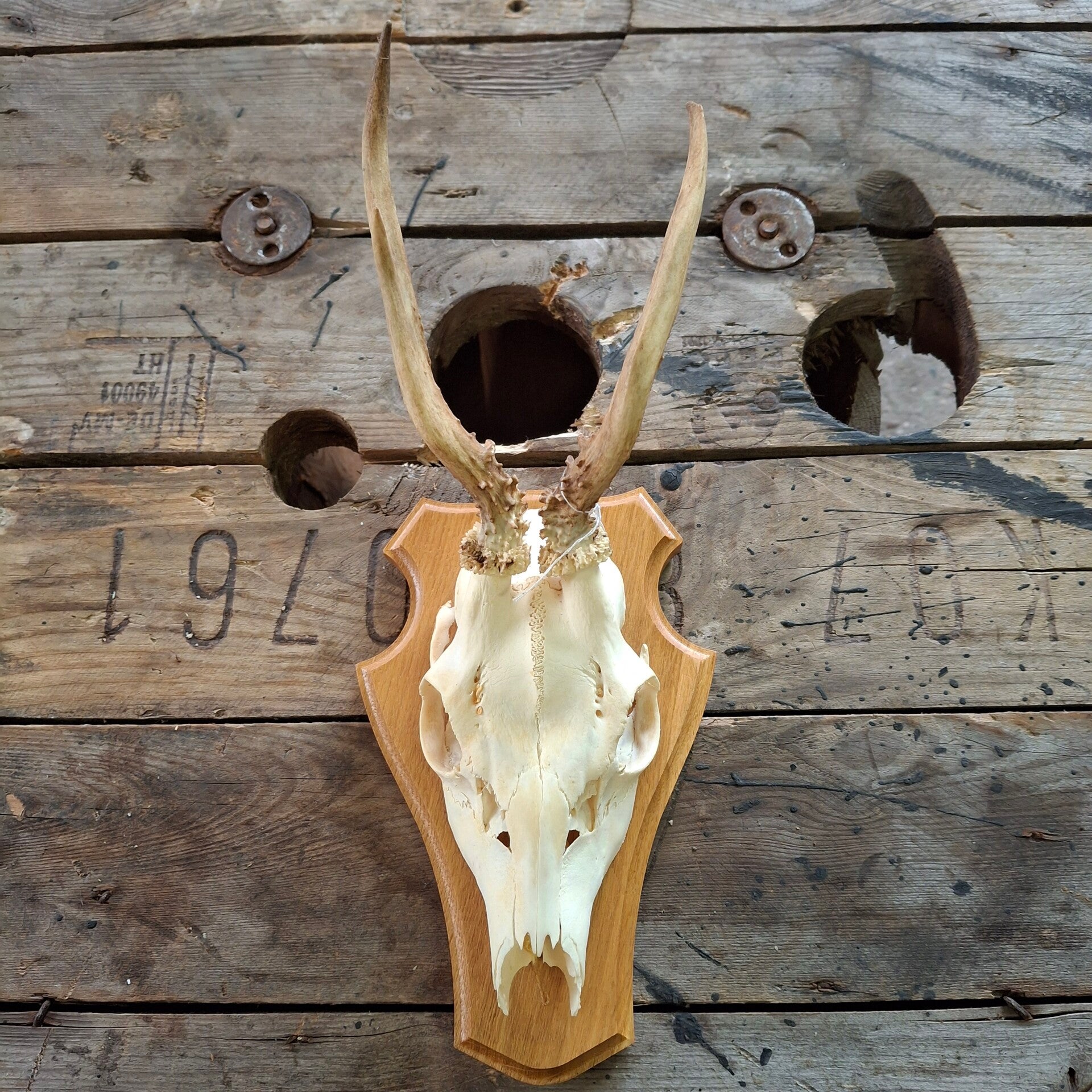 Reegewei op licht houten schild - Natuurlijke decoratie