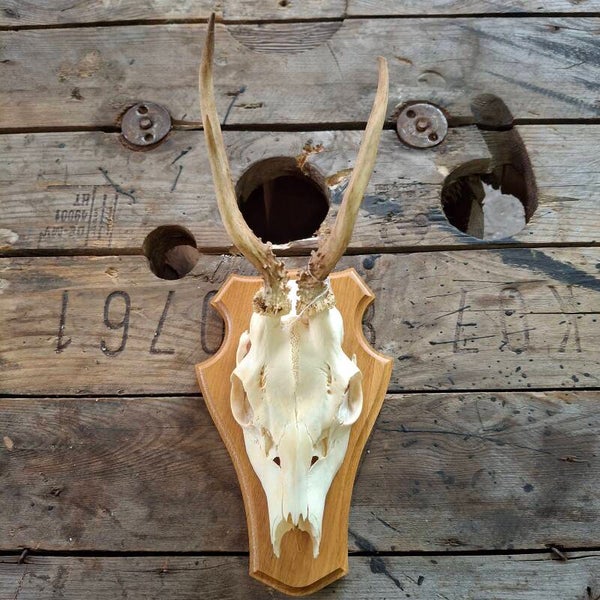 Reegewei op licht houten schild - Natuurlijke decoratie