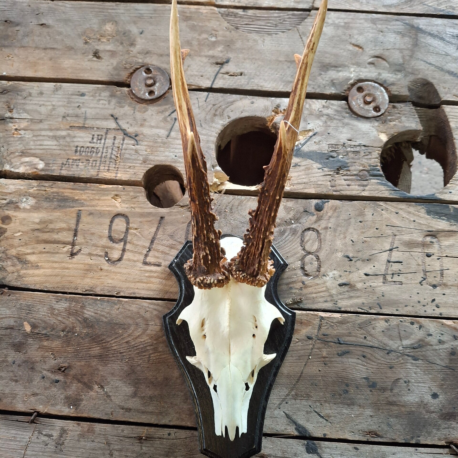 Reegewei op zwart houten schild - Natuurlijke decoratie
