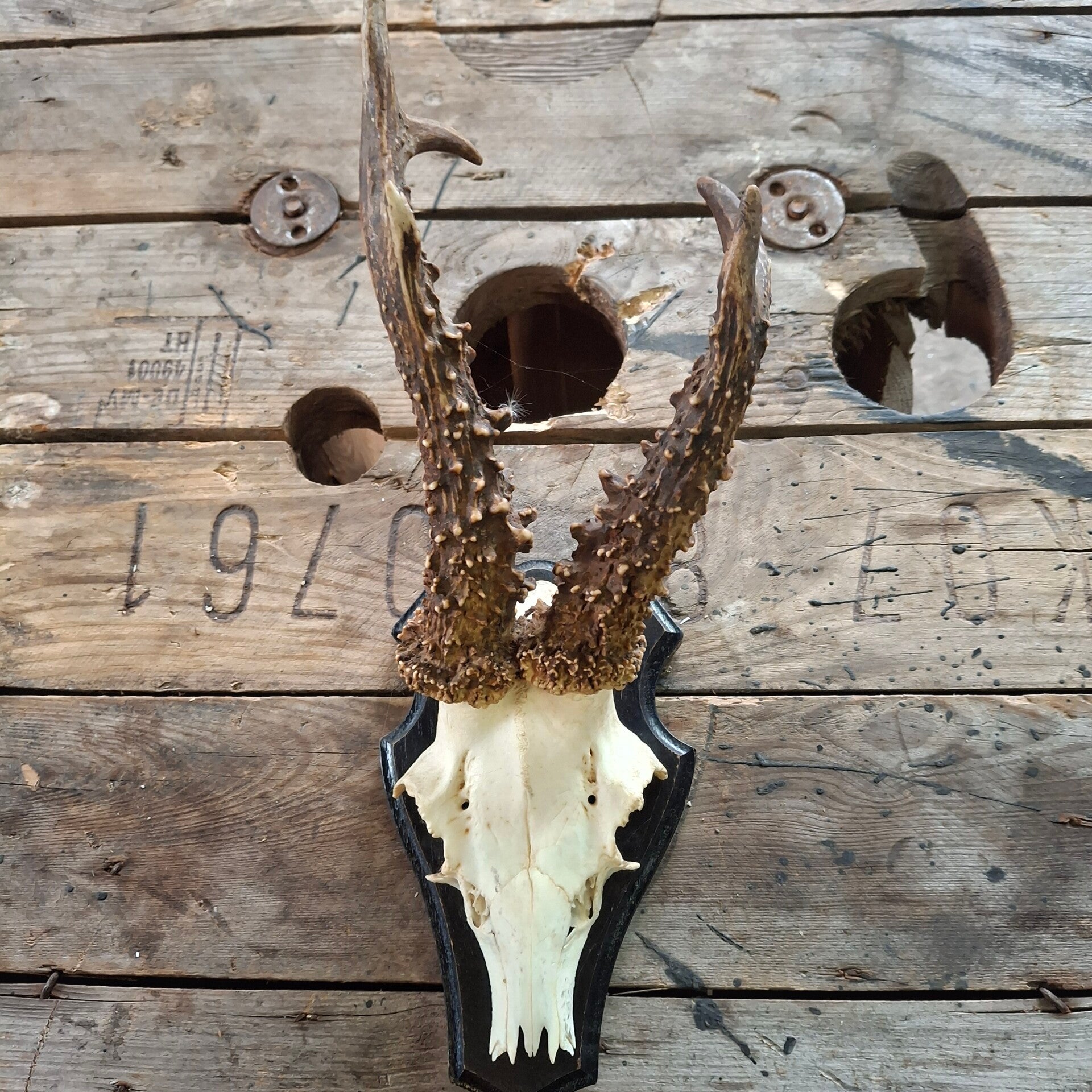 Reegewei op zwart houten schild - Natuurlijke decoratie