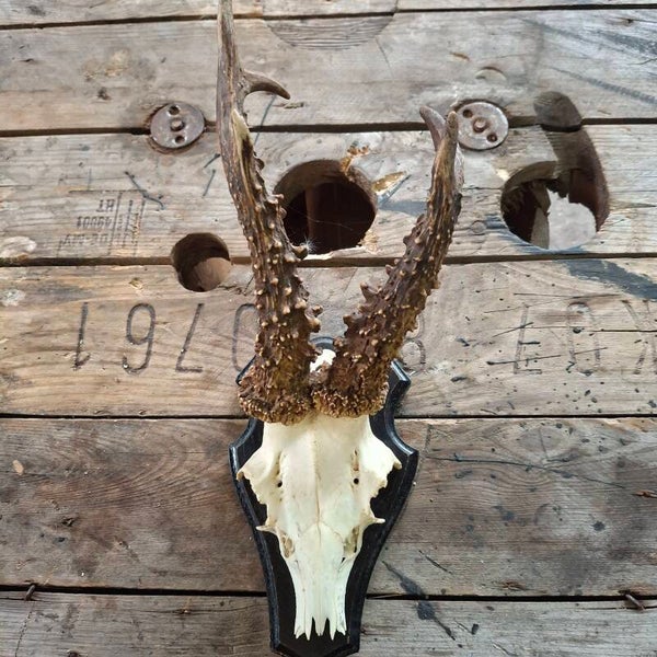 Reegewei op zwart houten schild - Natuurlijke decoratie