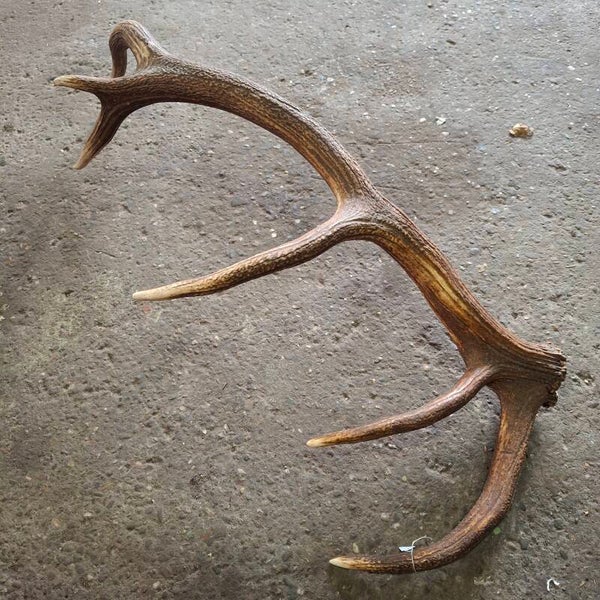 Edelhert gewei - Natuurlijke decoratie