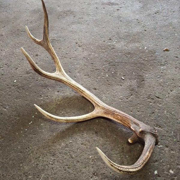 Edelhert gewei - Natuurlijke decoratie