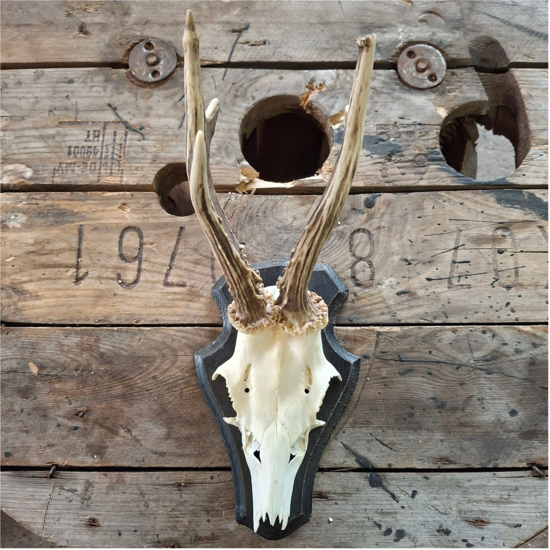 Reegewei op zwart houten schild - Natuurlijke decoratie