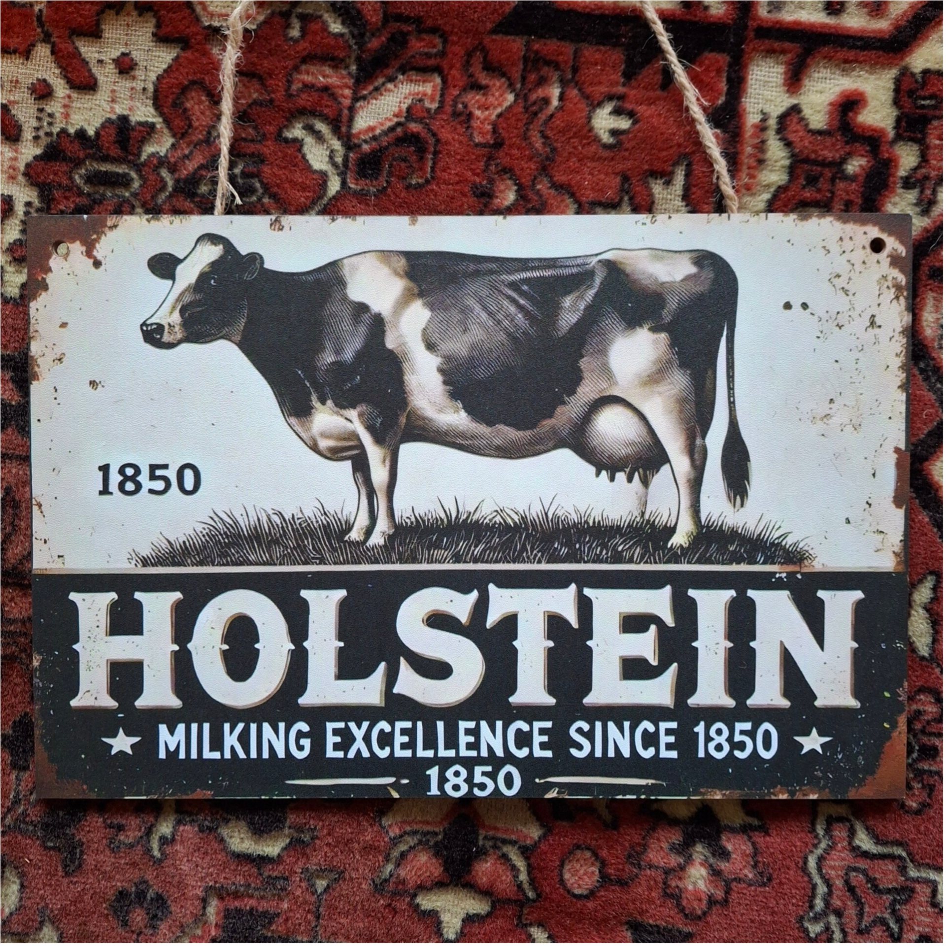 Holstein Koe
