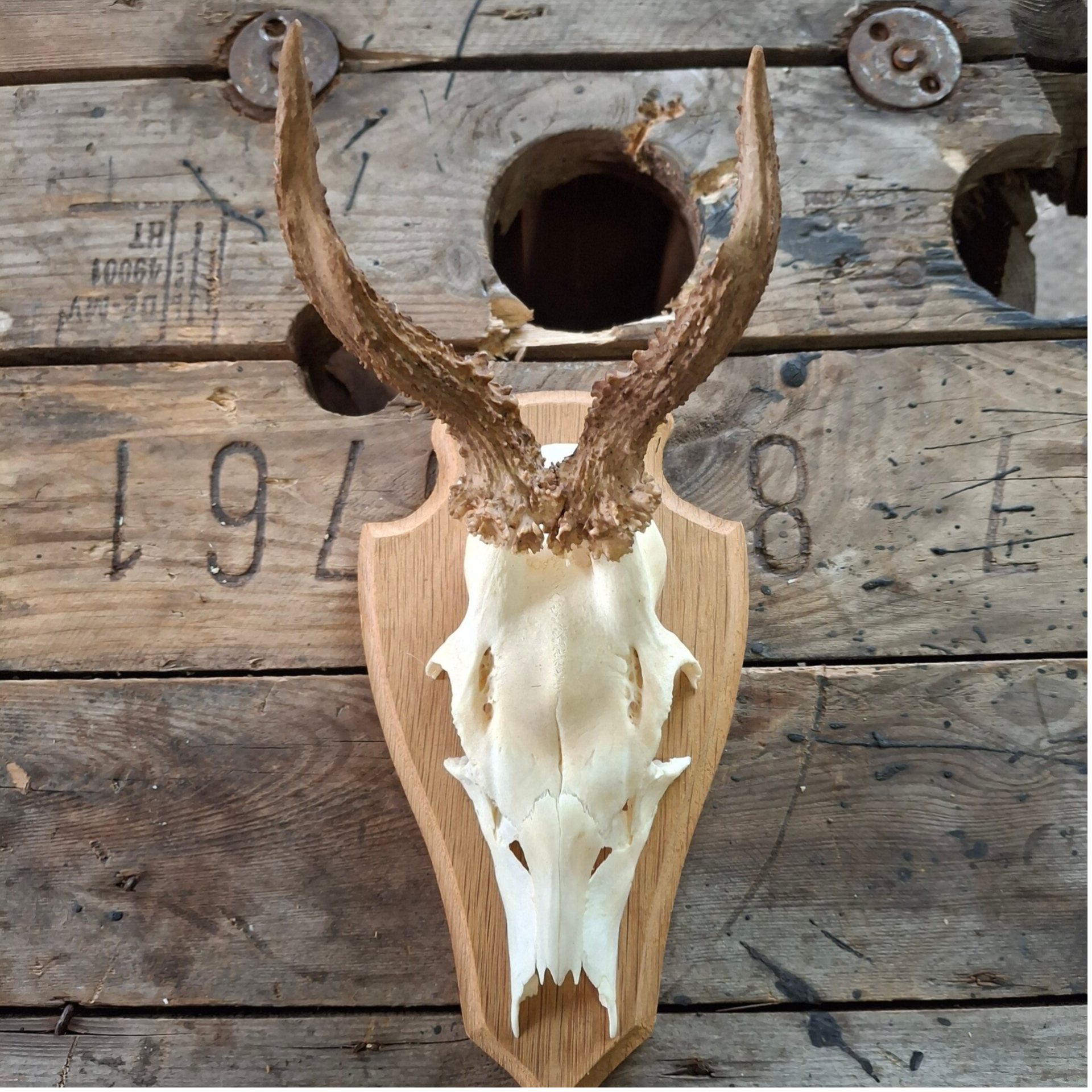 Reegewei op licht houten schild - Natuurlijke decoratie