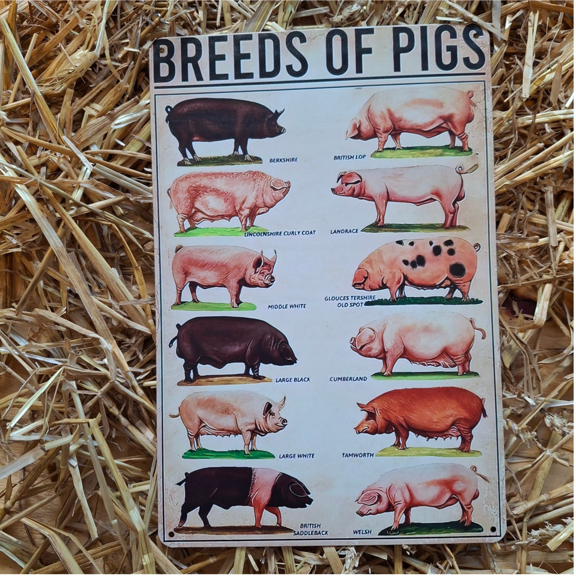 Breeds Of Pigs