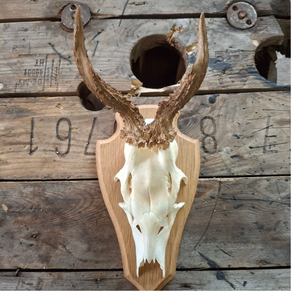 Reegewei op licht houten schild - Natuurlijke decoratie