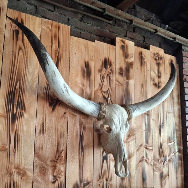 Texas Longhorn - Echte, grote schedel
