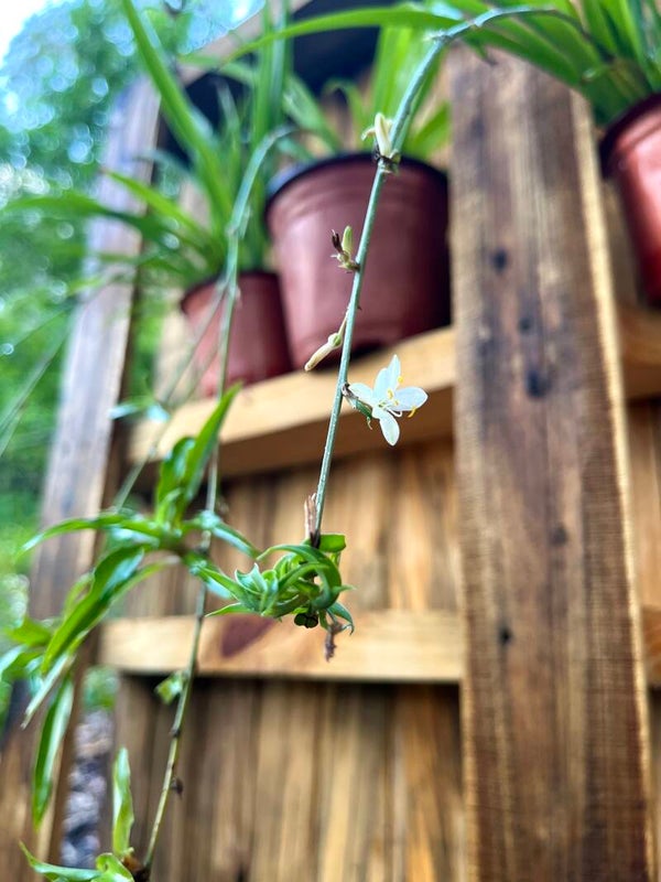 Sprouting Spider Plant, Green