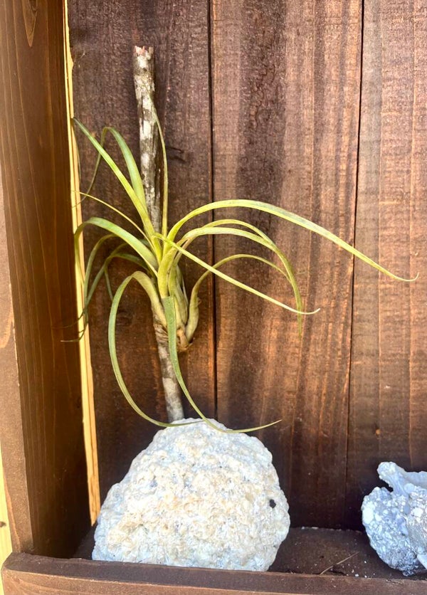 Tillandsia Balbisana Air Plant