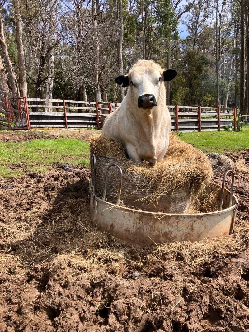 T-man demonstrating his superior destructive capabilities