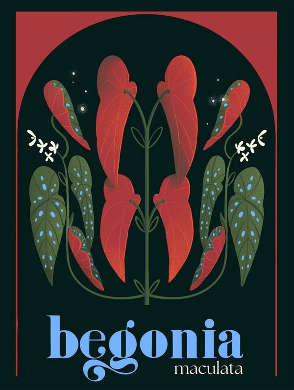 Poster Begonia Maculata
