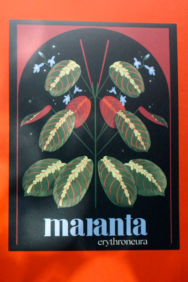 Poster Maranta