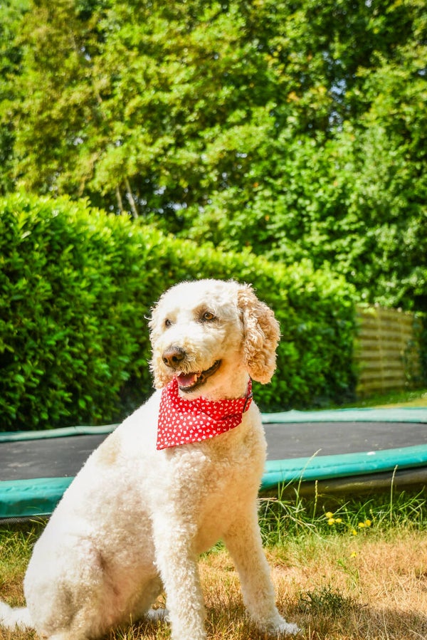Bandana vlindertjes