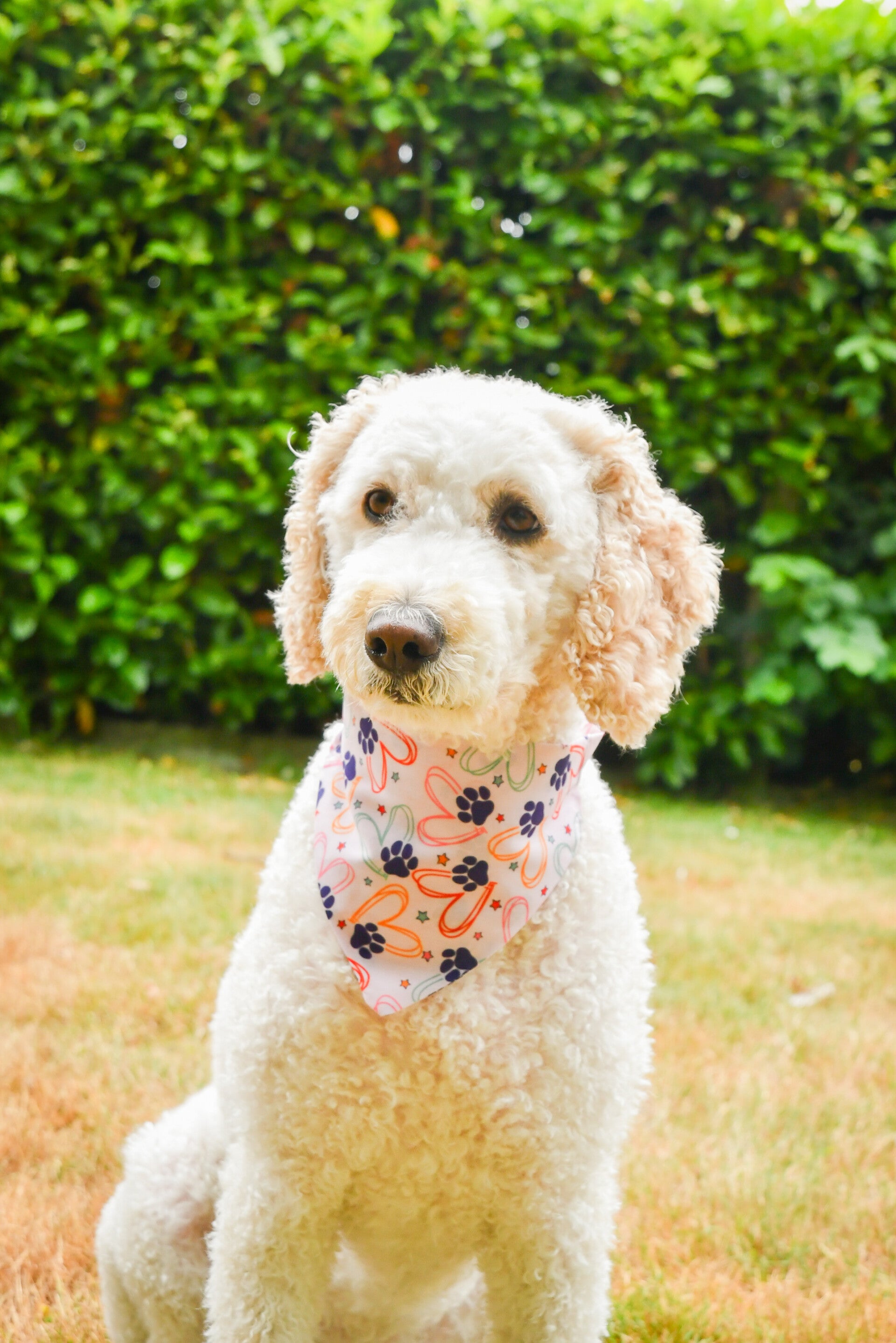 Bandana hartjes hondenpoot