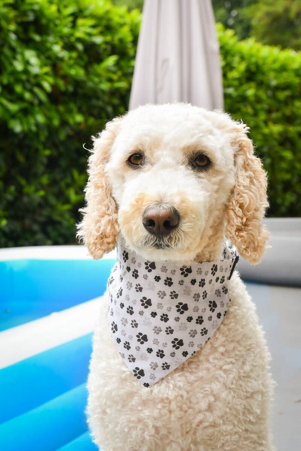 Bandana hondenpoot