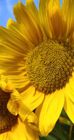 Nahaufnahme einer Sonnenblume mit sichtbarem Fibonacci-Muster im Zentrum als Analogie für identitätsbasierte Markenführung.