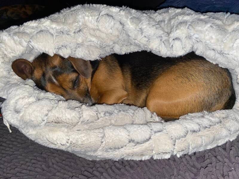 huiselijke hondenopvang budel