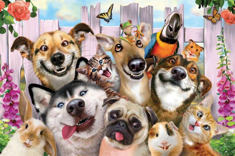 Gekke dierenfoto, gekke huisdierenfoto, Huisdierenverzorging bij vakantie, Dierverzorging aan huis in Budel, Dierverzorging aan huis in Maarheeze, Dierverzorging aan huis in Soerendonk,Dierverzorging aan huis in Gastel,  Dierverzorging aan huis in Hamont,