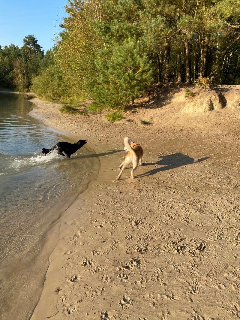 Spelende honden op Hoort / Looserplas in Budel-Dorpplein; Hondenuitlaatservice Budel, Hondenuitlaatservice  Maarheeze, Hondenuitlaatservice  Soerendonk, Hondenuitlaatservice  Gastel, Hondenuitlaatservice Hamont /  Achel