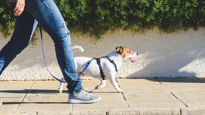 Wandeling met hond door wijk, hondenuitlaatservice; Huisdierenverzorging bij vakantie, Dierverzorging aan huis in Budel, Dierverzorging aan huis in Maarheeze, Dierverzorging aan huis in Soerendonk,Dierverzorging aan huis in Gastel,  Dierverzorging aan hui