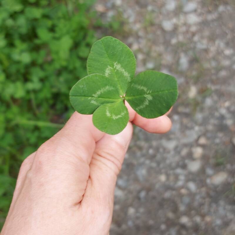 Wie finde ich mein Glück? Tina hält ein vierblättriges Kleeblatt in der Hand