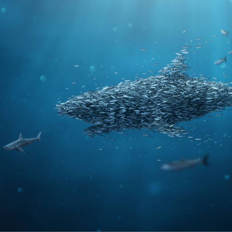 Ein riesiger Schwarm aus kleinen Fische jagt einen Hai davon