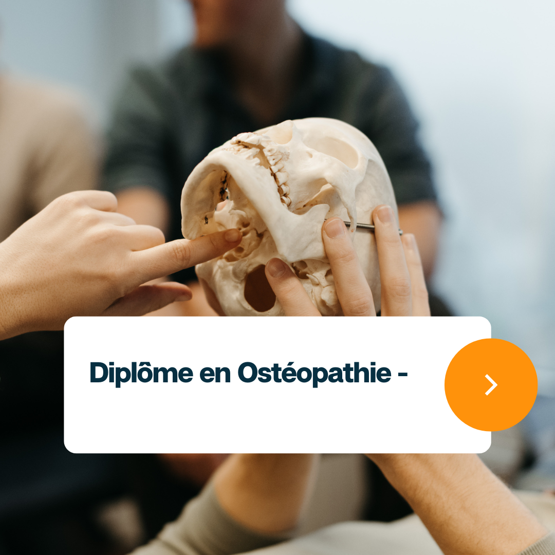 Formation en ostéopathie en Belgique