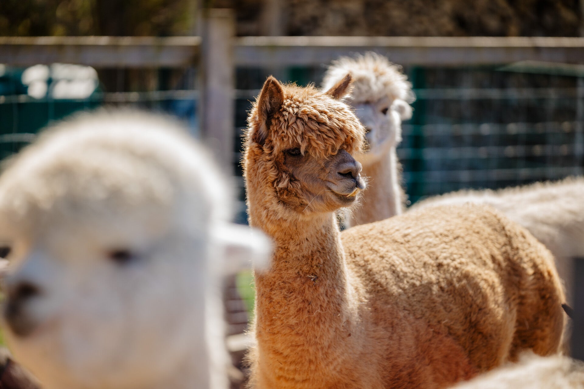 Alpaka Stute Agneta Ruhe