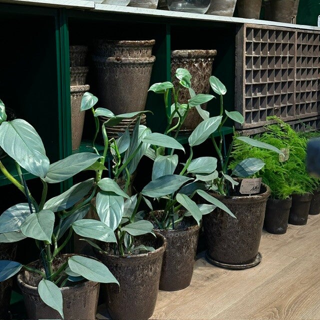 image11-standard.jpg