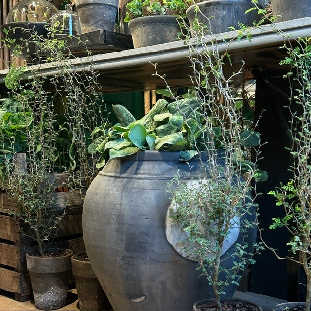 image12-standard.jpg