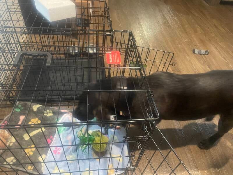 Some gnomes with plants on their heads inside a dog crate, while the dog enters the crate