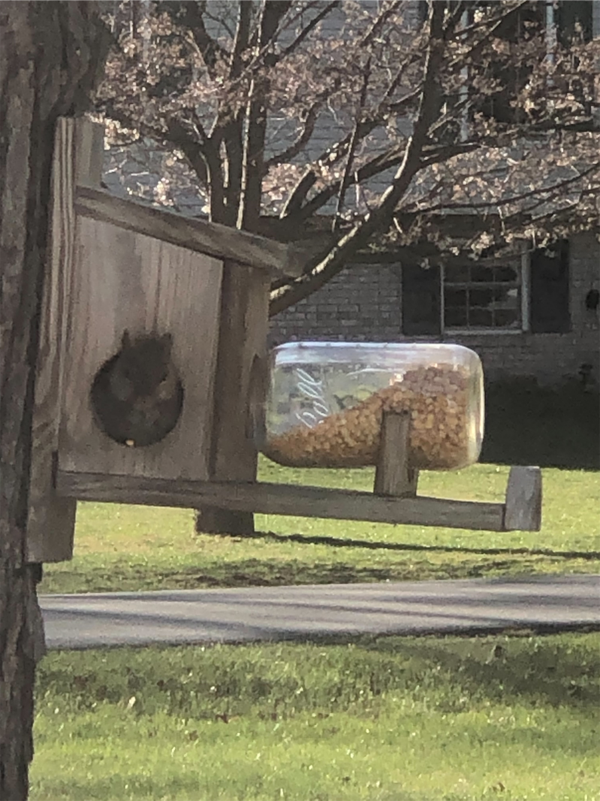 Squirrel Feeder