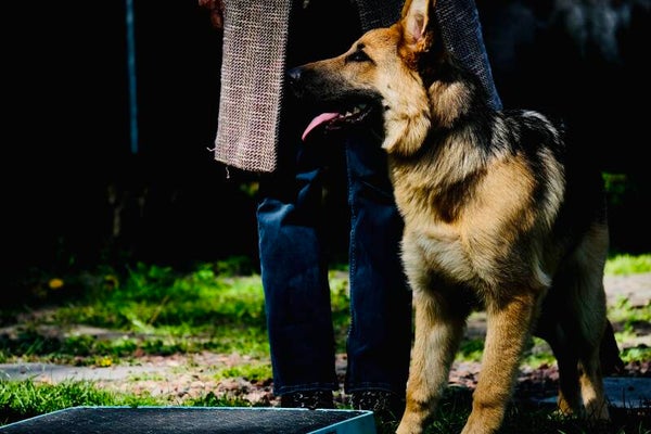 Reactieve hond traject