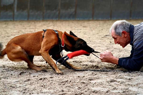 Reactieve Hond Vervolgtraject