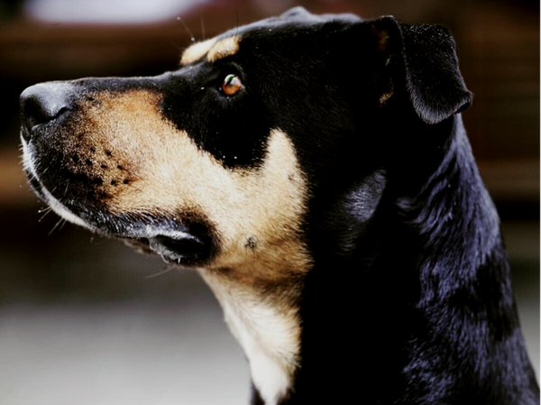 Kennismakingsles Reactieve Honden